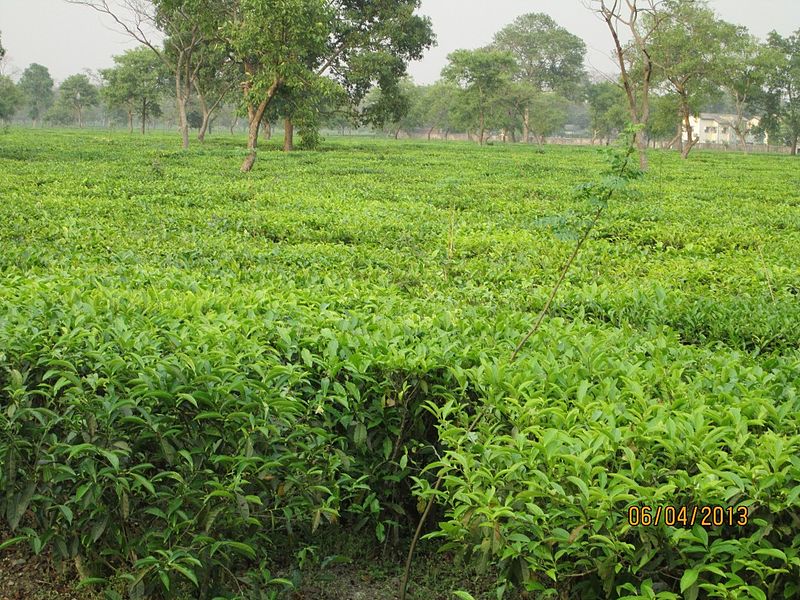 Greenpeace calls on the industry to save Indian tea from pesticides