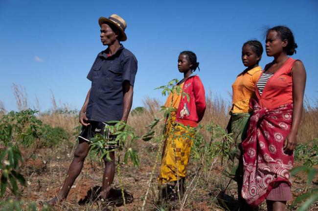 Madagascar needs resources to continue battle against locust plague â€“ UN agency