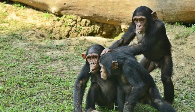 Alipore Zoo shifts trio-chimps to enclosure | Indiablooms - First Portal on  Digital News Management