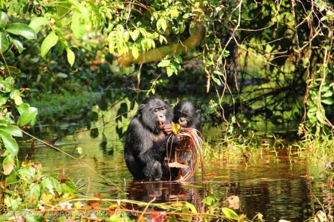 New study shows how complex bonobo communication is similar to that of human infants