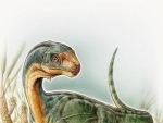 Bizarre 'platypus' dinosaur discovered