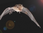 City bats won' fly through bright spaces: Research