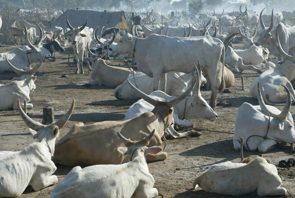 'Silent emergency' in South Sudan as protracted conflict displaces millions of cattle-UN