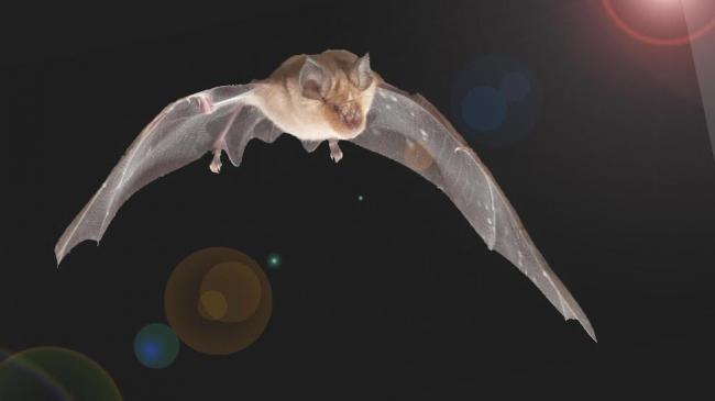 City bats won' fly through bright spaces: Research