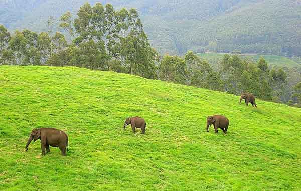 Narrow escape for bikers in Bengal elephant attack