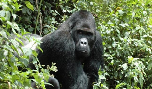 IUCN Red List: Four out of six great apes on doorstep of extinction 