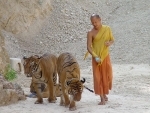  Thailand: 30 more tiger cubs found dead, toll reaches 70