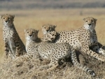 Cheetah, the world's fastest land animal, on the verge of extinction 