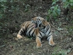Machali, world's oldest and most celebrated tigress dies