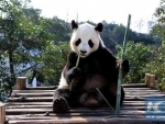 Pan Pan, world's oldest giant panda, dies in China 