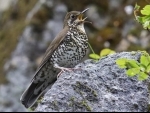 A common Himalayan bird identified as new species