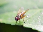 Study reveals key role of mRNA's 'fifth nucleotide' in determining sex in fruit flies