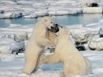 Humphrey and Hudson polar bears return to Toronto Zoo
