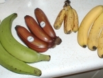 Genome sequencing may help avert banana armageddon