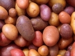 Diabetics welcome Ontario-grown low Glycemic Index potatoes
