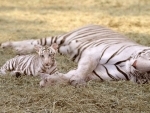 Pakistan: Bengal tiger dies in Karachi zoo