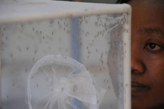UN health agency warns El NiÃ±o may increase breeding grounds for mosquitoes spreading Zika