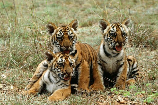 UN reiterates need to tackle illegal wildlife trade after tiger cub bodies found in Thailand