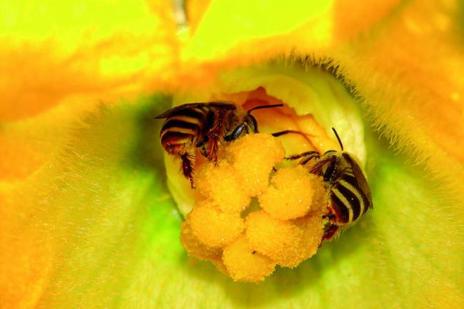 Bees can help boost food security of two billion small farmers at no cost â€“ UN