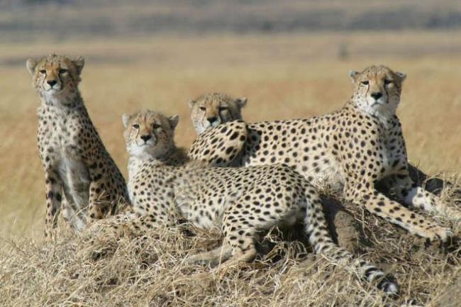 Cheetah, the world's fastest land animal, on the verge of extinction 