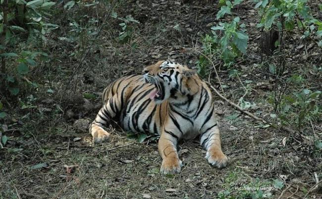 Machali, world's oldest and most celebrated tigress dies