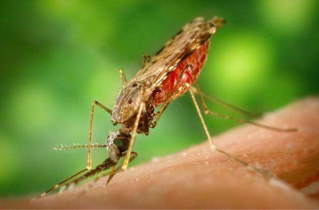 Increase in number of Zika virus cases in Alberta
