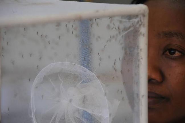 Water and sanitation likely to be best answer to Zika virus, say UN experts