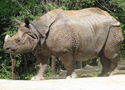 Rhino killed with AK 47 in Kaziranga National Park