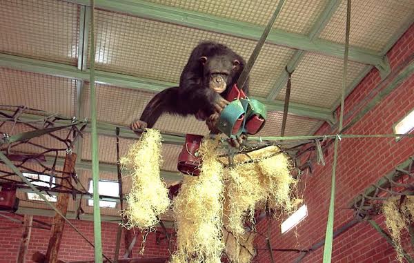 New toolkit developed to help zoos create healthy home for chimps