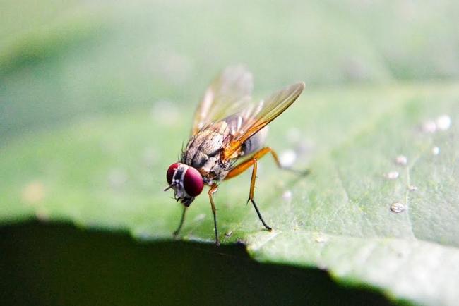 Study reveals key role of mRNA's 'fifth nucleotide' in determining sex in fruit flies