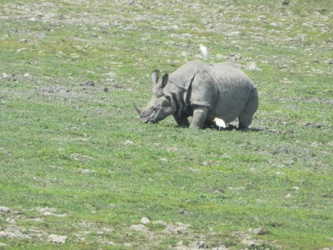 Seventh rhino poached in Kaziranga, four forest department staff arrested
