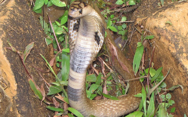 Venom from deadly Asian snake may help in developing improved painkillers