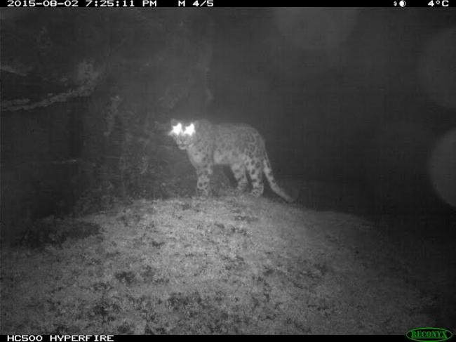 Presence of the elusive snow leopard in Sikkim now confirmed through photographic evidence
