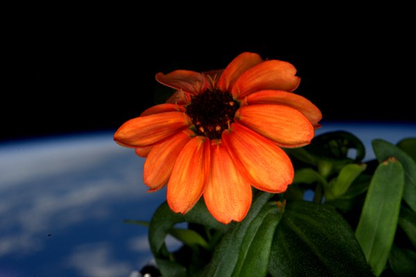 Astronaut posts picture of flower grown in space