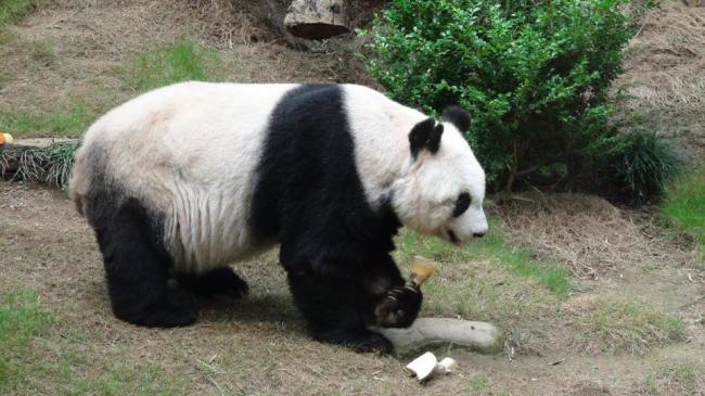 World's oldest panda Jia Jia dies