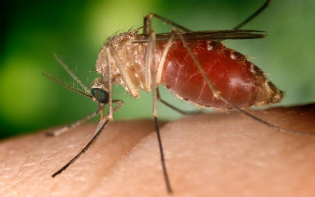 Zika virus mosquito discovered in Windsor