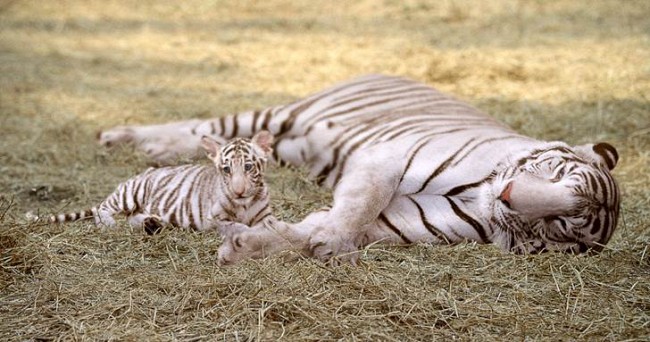 Pakistan: Bengal tiger dies in Karachi zoo