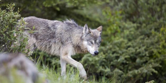 Wolves of Canada's Banff National Park show aggressive behaviour