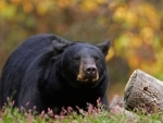 US: Bear kills 16-year-old race participant in Alaska