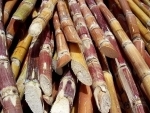 Sugarcane component cuts stress, increases sleep, finds study
