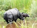 Foreign aided poachers gang, NE militants involved in rhino killing incidents in Kaziranga : Assam forest minister