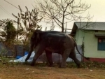 Elephant tramples man to death in West Bengal