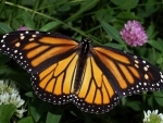 Toronto: Researchers identify birthplaces of monarch butterfly to help conserve species