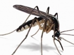 Why mosquitoes should not be eliminated, feels study