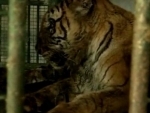 Indiaâ€™s oldest tigress dies in Assam state zoo