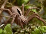 UK: Spider presumed extinct discovered in Nottinghamshire