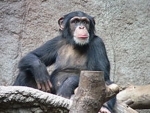 Both chimpanzees and humans spontaneously imitate each other's actions, says study