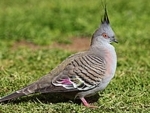 Crested pigeons use mystery feather to signal danger, says study 