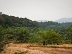 Study shows protected tropical forests are threatened by the bounty of adjacent oil palm plantations