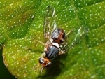 Frisky female fruit flies become more aggressive towards each other after sex, says study